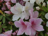 img0053.jpg