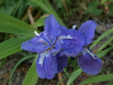 img0001.jpg