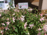 img0002.jpg