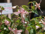 img0003.jpg