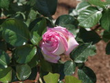 img0008.jpg