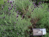 img0008.jpg