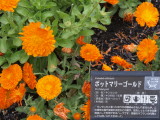 img0009.jpg