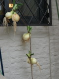 img0038.jpg