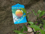 img0043.jpg