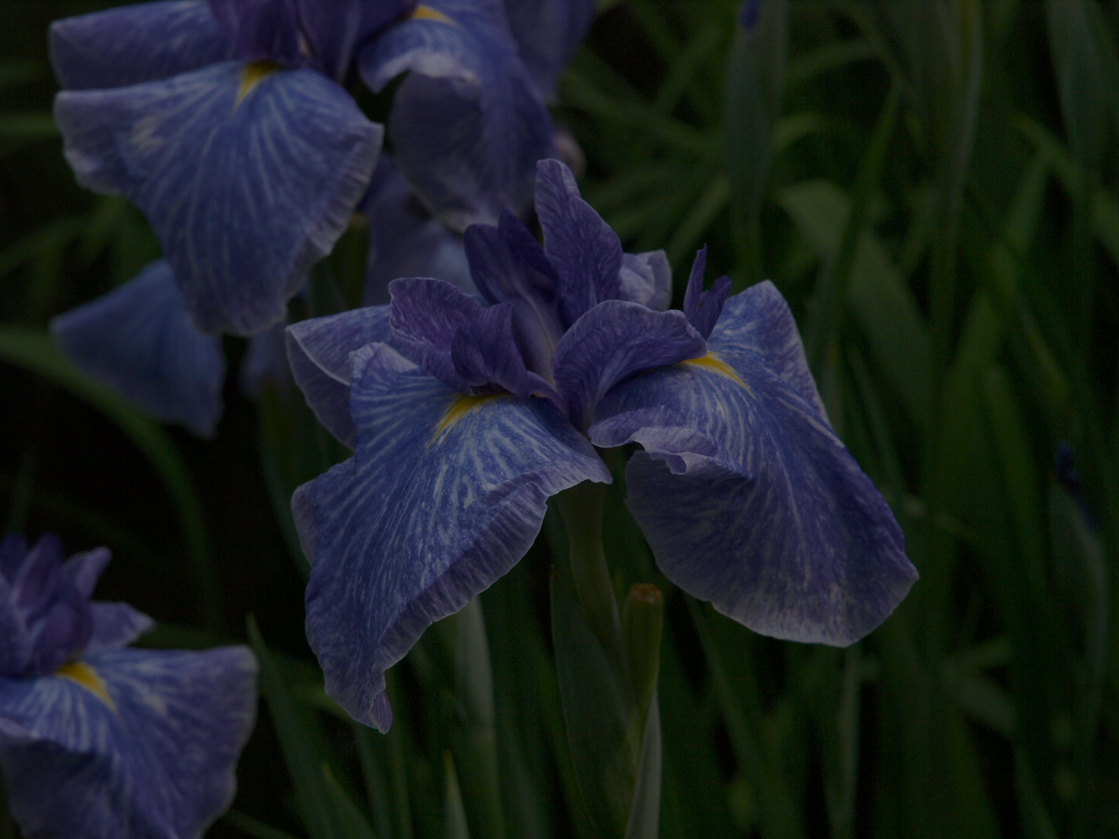 P6080687.JPG