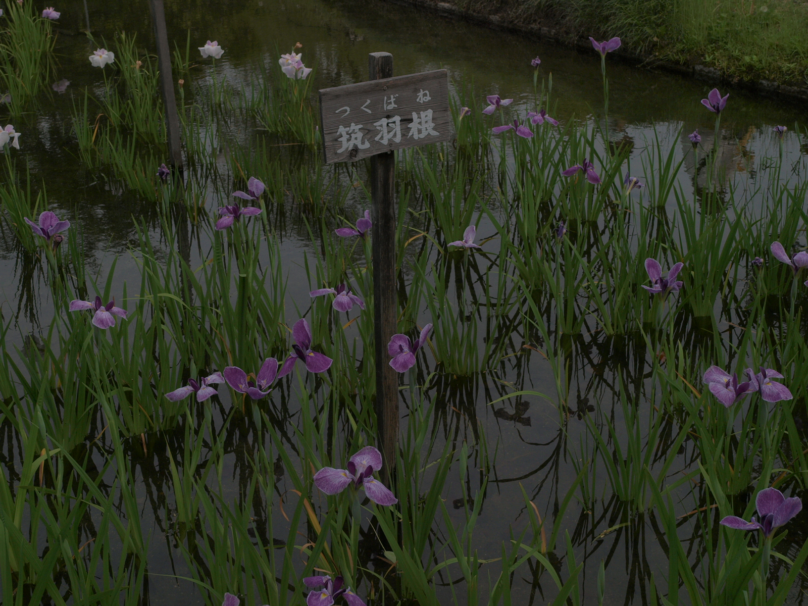 P6080731.JPG