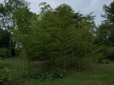 img0010.jpg
