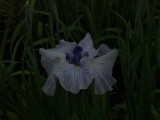 img0031.jpg