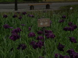img0036.jpg