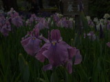 img0039.jpg