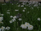 img0040.jpg