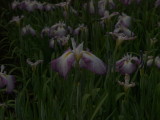 img0045.jpg