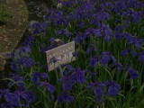 img0046.jpg