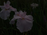 img0049.jpg
