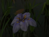 img0051.jpg
