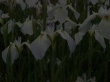 img0054.jpg
