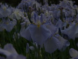 img0056.jpg