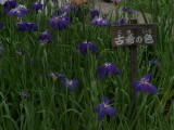 img0061.jpg