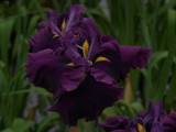 img0063.jpg