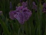 img0067.jpg