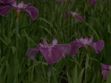img0072.jpg