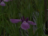 img0074.jpg