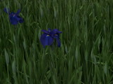 img0079.jpg