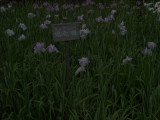 img0080.jpg