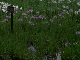 img0082.jpg