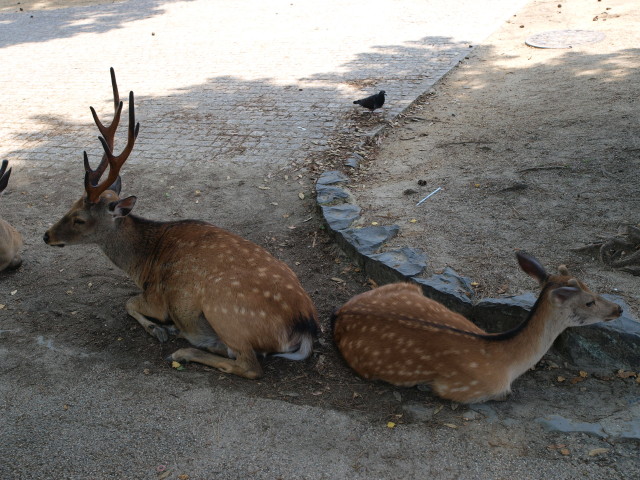 img0003.jpg