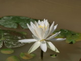 img0003.jpg