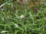 img0139.jpg