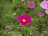 img0004.jpg