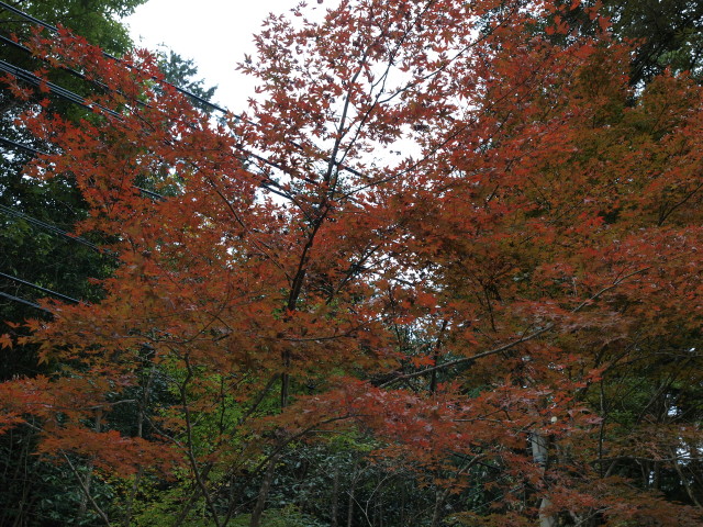 img0016.jpg