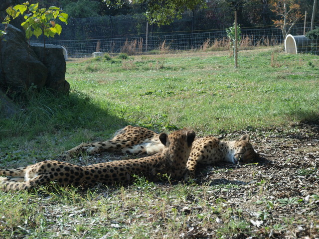 img0001.jpg