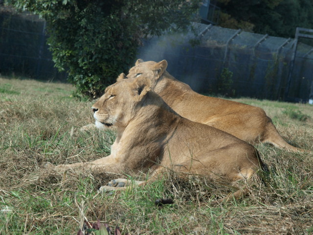 img0006.jpg