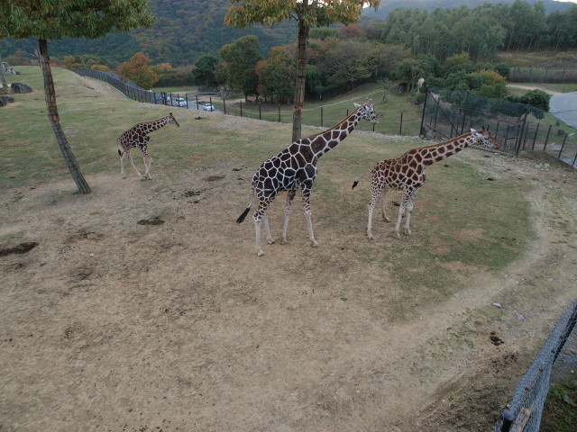 img0041.jpg