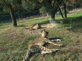 img0003.jpg