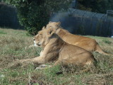 img0006.jpg