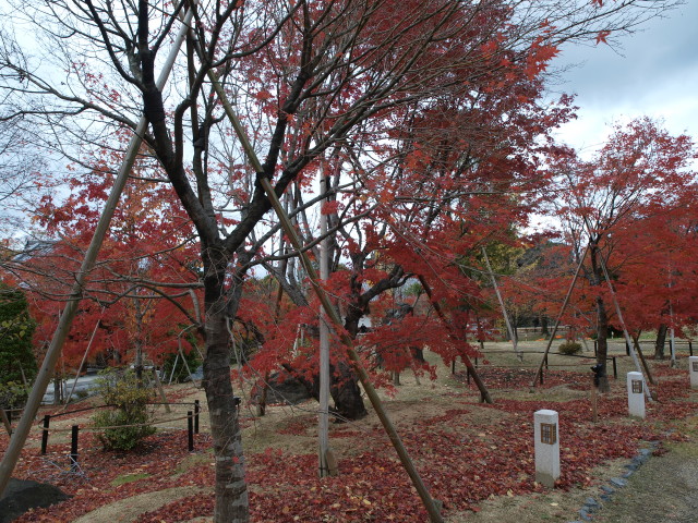 img0010.jpg