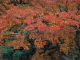 img0041.jpg