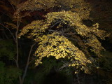 img0066.jpg