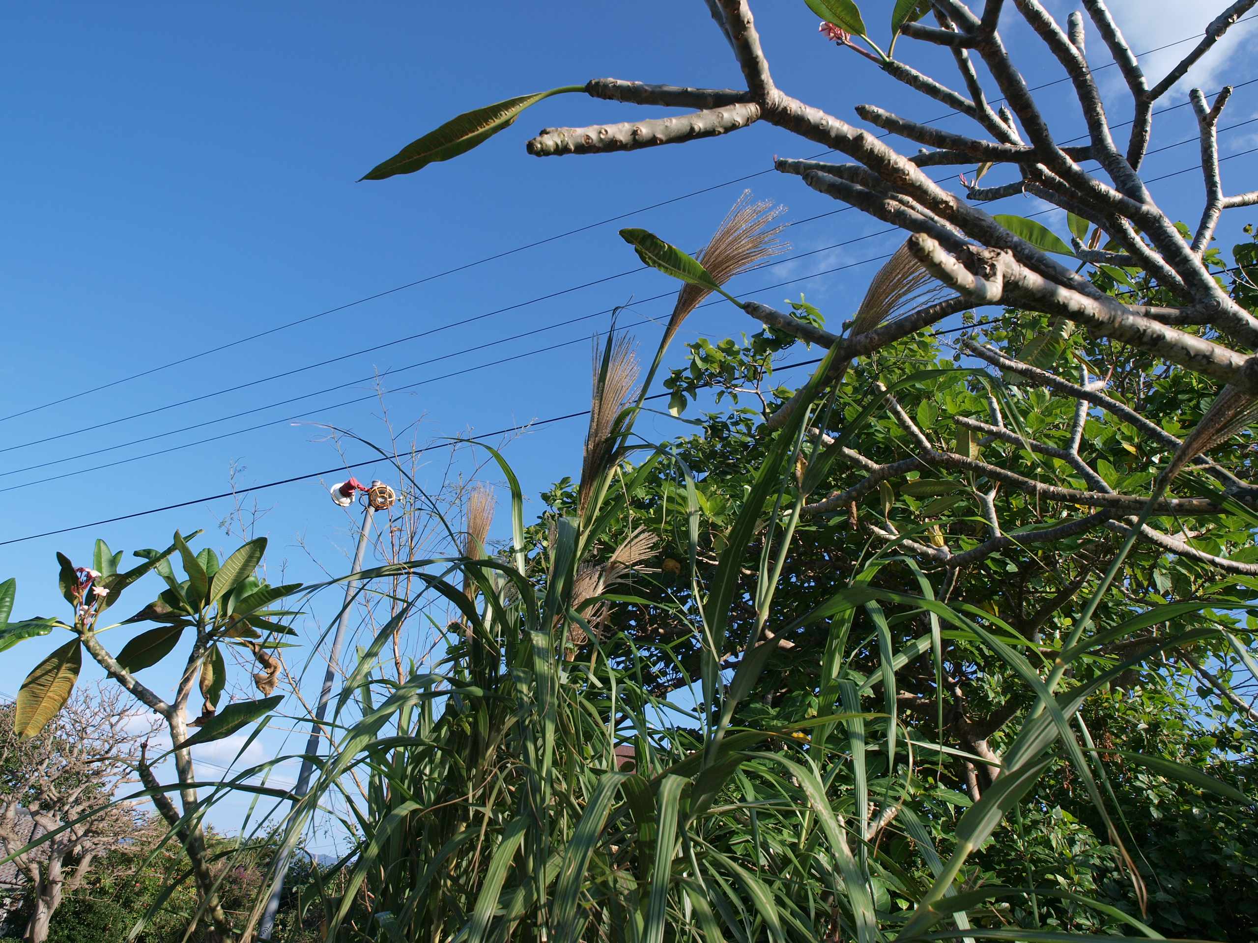 PC272561.JPG