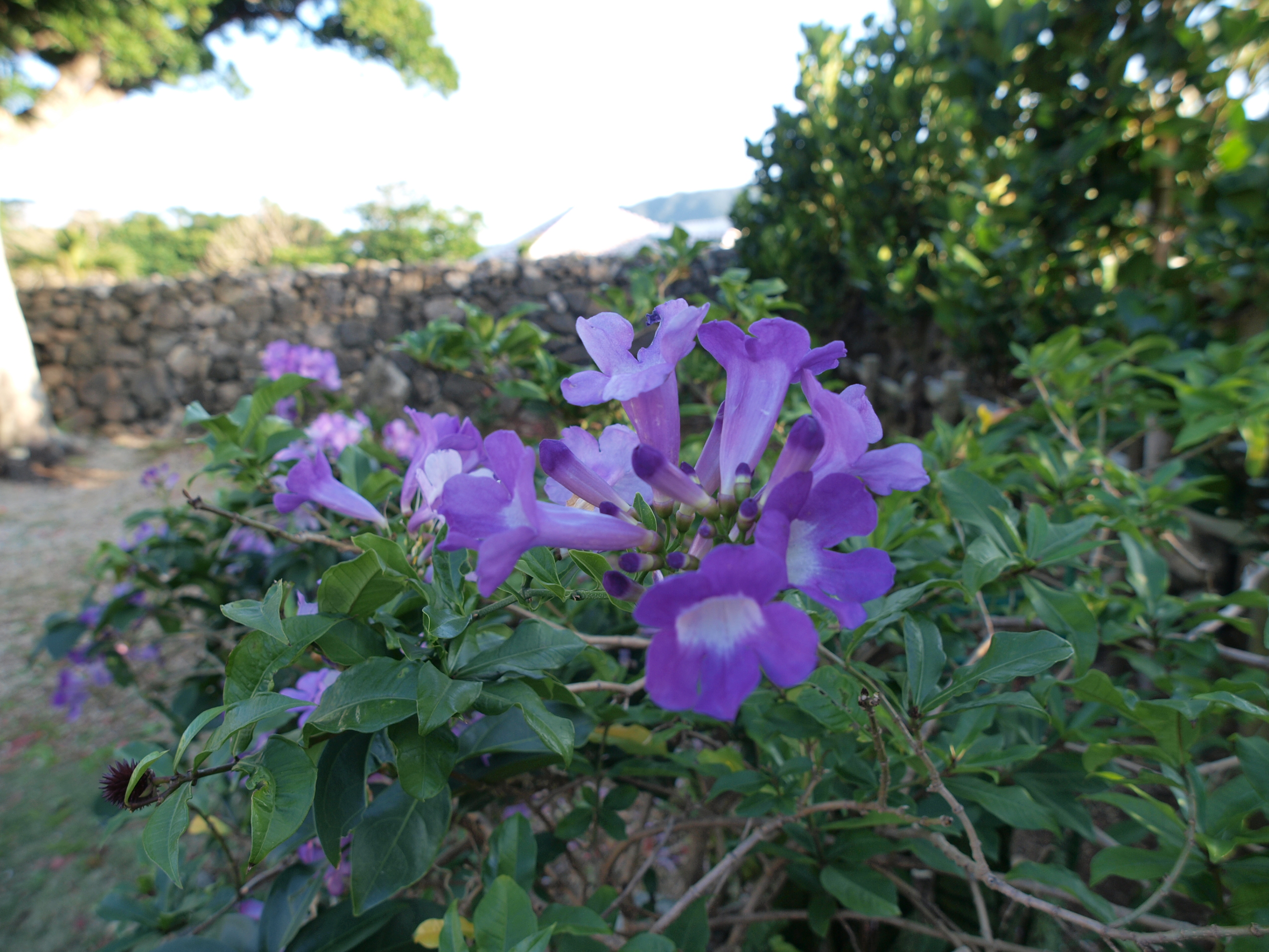 PC272581.JPG