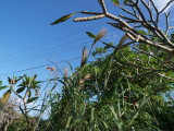 img0077.jpg