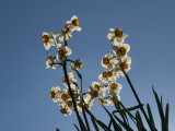 img0085.jpg