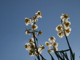 img0086.jpg