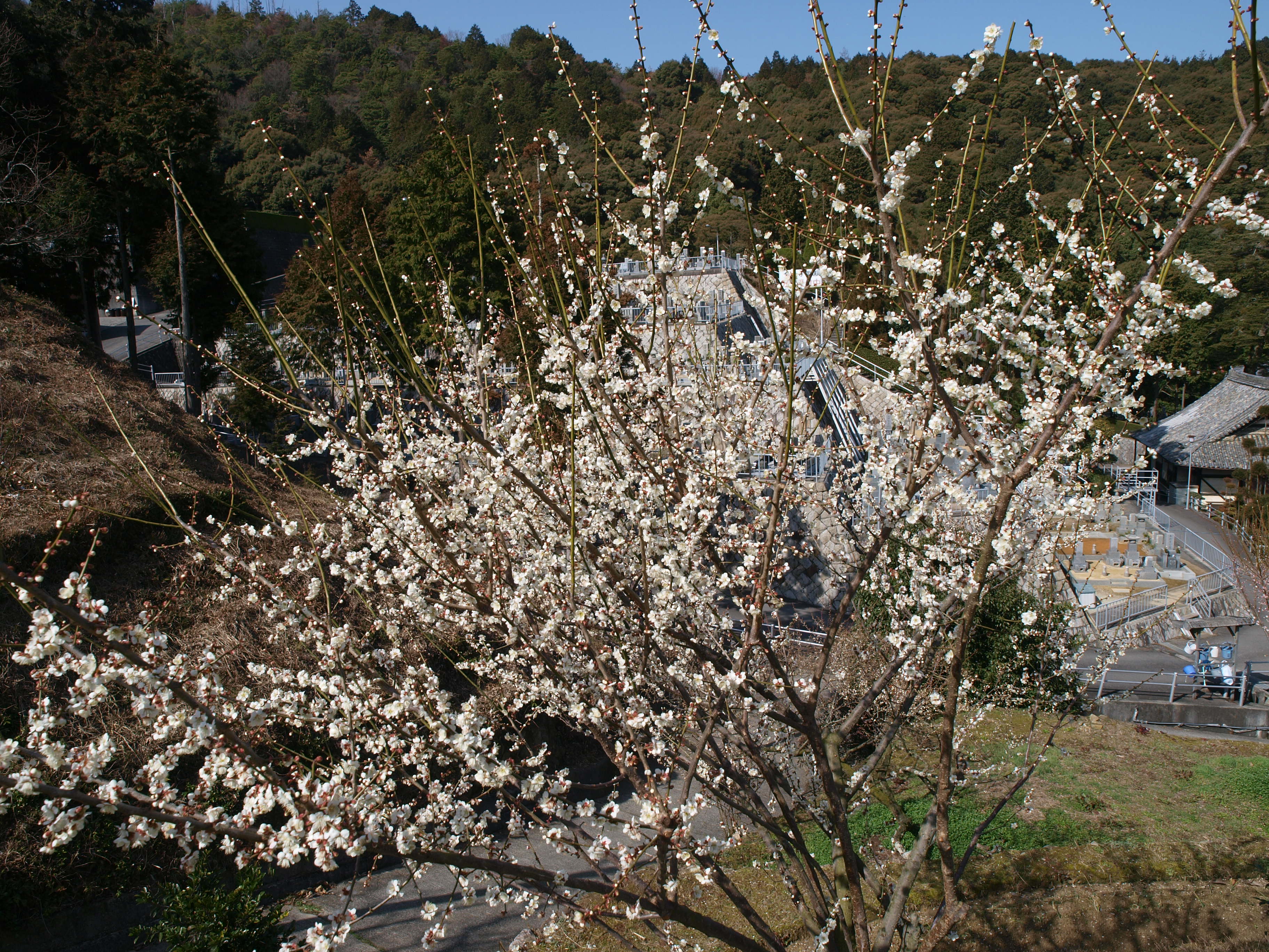 P2152847.JPG