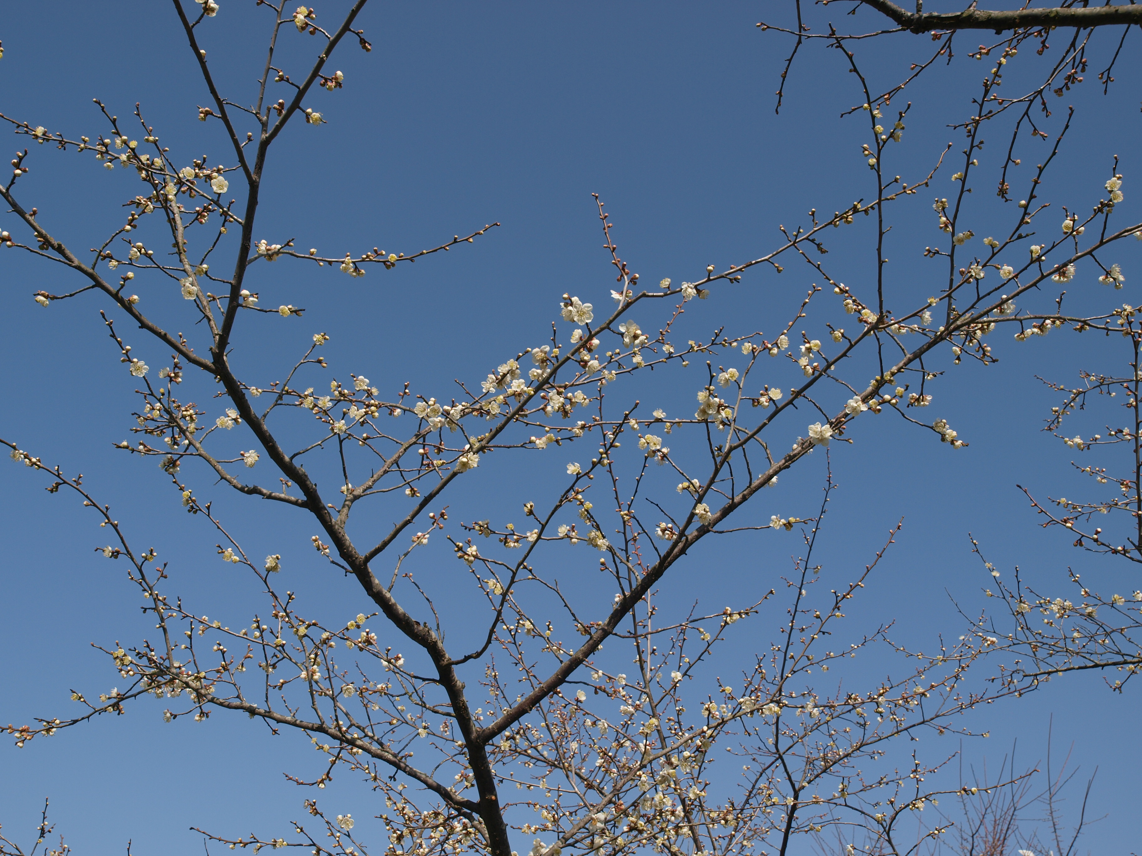 P2152848.JPG